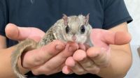 Northern flying squirrel Rodents for sale in Maplewood, MN 55117, USA. price: NA