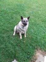 Norwegian Elkhound Puppies for sale in Harmony, MN 55939, USA. price: NA