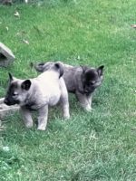 Norwegian Elkhound Puppies for sale in Huntington, WV, USA. price: NA