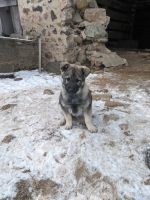 Norwegian Elkhound Puppies for sale in Bloomer, WI 54724, USA. price: NA