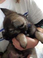 Norwegian Elkhound Puppies for sale in Newington, NH 03801, USA. price: NA