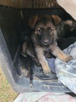 Norwegian Elkhound Puppies for sale in Wausau, WI, USA. price: NA
