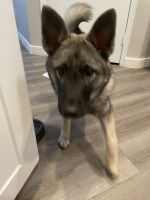 Norwegian Elkhound Puppies for sale in Las Vegas, NV, USA. price: NA