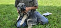 Norwegian Elkhound Puppies for sale in Newcomerstown, OH 43832, USA. price: NA