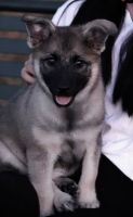 Norwegian Elkhound Puppies for sale in Issaquah, WA, USA. price: NA