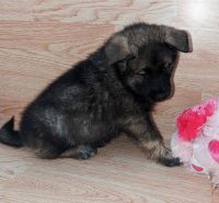 Norwegian Elkhound Puppies for sale in 102 W South St, Avon, IL 61415, USA. price: NA