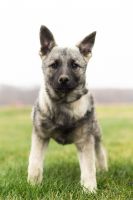 Norwegian Elkhound Puppies for sale in Mentone, IN 46539, USA. price: NA