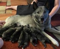 Norwegian Elkhound Puppies for sale in Washington, NC, USA. price: NA