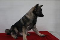 Norwegian Elkhound Puppies for sale in Canton, OH, USA. price: NA