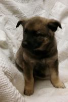 Norwegian Elkhound Puppies for sale in Branchport, NY 14418, USA. price: NA