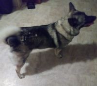 Norwegian Elkhound Puppies for sale in Flushing, MI 48433, USA. price: NA