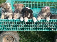 Norwegian Elkhound Puppies Photos