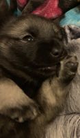 Norwegian Elkhound Puppies for sale in Stockport, OH 43787, USA. price: NA