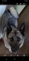 Norwegian Elkhound Puppies for sale in Weston, WI 54476, USA. price: NA