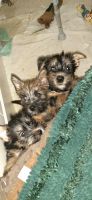 Norwich Terrier Puppies for sale in San Marcos, TX, USA. price: NA