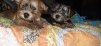 Norwich Terrier Puppies Photos