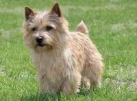 Norwich Terrier Puppies for sale in Chattanooga, TN, USA. price: NA
