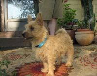 Norwich Terrier Puppies for sale in Los Angeles, CA, USA. price: NA