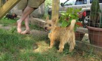 Norwich Terrier Puppies for sale in San Jose, CA, USA. price: NA