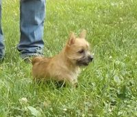 Norwich Terrier Puppies for sale in Los Altos, CA, USA. price: NA