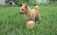 Norwich Terrier Puppies for sale in Detroit, MI, USA. price: NA