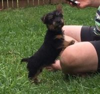 Norwich Terrier Puppies for sale in TX-121, Blue Ridge, TX 75424, USA. price: NA