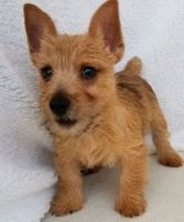 Norwich Terrier Puppies for sale in Houston, TX, USA. price: NA