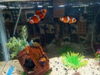 Ocellaris clownfish Fishes for sale in Apache Junction, AZ 85120, USA. price: NA