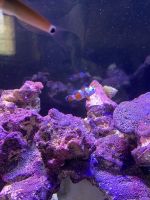Ocellaris clownfish Fishes Photos