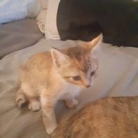Ocicat Cats for sale in Shawnee, KS, USA. price: NA