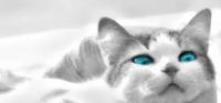 ojos azules cat
