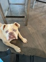 Old English Bulldog Puppies for sale in Charlotte, NC, USA. price: NA