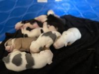 Old English Bulldog Puppies for sale in Charlotte, NC 28214, USA. price: NA