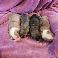 Old English Bulldog Puppies for sale in Taylors, SC, USA. price: NA