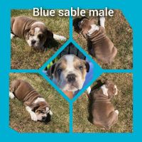 Old English Bulldog Puppies for sale in New Washington, OH 44854, USA. price: NA