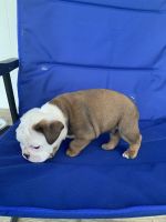 Old English Bulldog Puppies for sale in Bowman, GA 30624, USA. price: NA