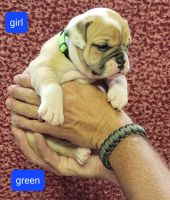 Old English Bulldog Puppies for sale in Athens, AL, USA. price: NA