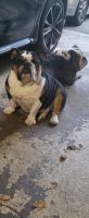 Old English Bulldog Puppies for sale in 1019 Valley View Rd SE, Atlanta, GA 30315, USA. price: NA