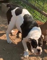 Old English Bulldog Puppies for sale in New London, MO 63459, USA. price: NA