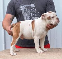 Old English Bulldog Puppies for sale in New London, MO 63459, USA. price: NA