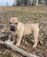 Old English Bulldog Puppies for sale in Camden, SC 29020, USA. price: NA