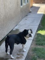 Old English Bulldog Puppies for sale in Fresno, CA, USA. price: NA
