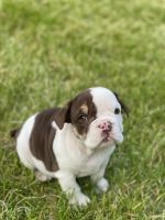 Old English Bulldog Puppies for sale in Mansfield Center, CT 06235, USA. price: NA