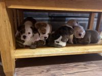 Old English Bulldog Puppies for sale in Wixom, MI 48393, USA. price: $1,200