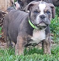 Old English Bulldog Puppies for sale in Mt Olivet, KY 41064, USA. price: $900