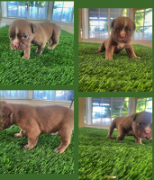 Old English Bulldog Puppies for sale in Vallejo, CA, USA. price: NA