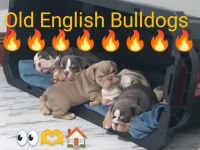 Old English Bulldog Puppies for sale in Rochester, NY, USA. price: $2,500