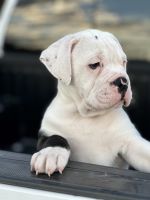 Old English Bulldog Puppies for sale in Kerrville, TX 78028, USA. price: $50,000