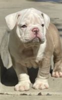Old English Bulldog Puppies for sale in Northridge, CA 91324, USA. price: $1,800