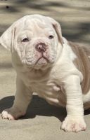 Old English Bulldog Puppies for sale in Northridge, CA 91324, USA. price: $2,500